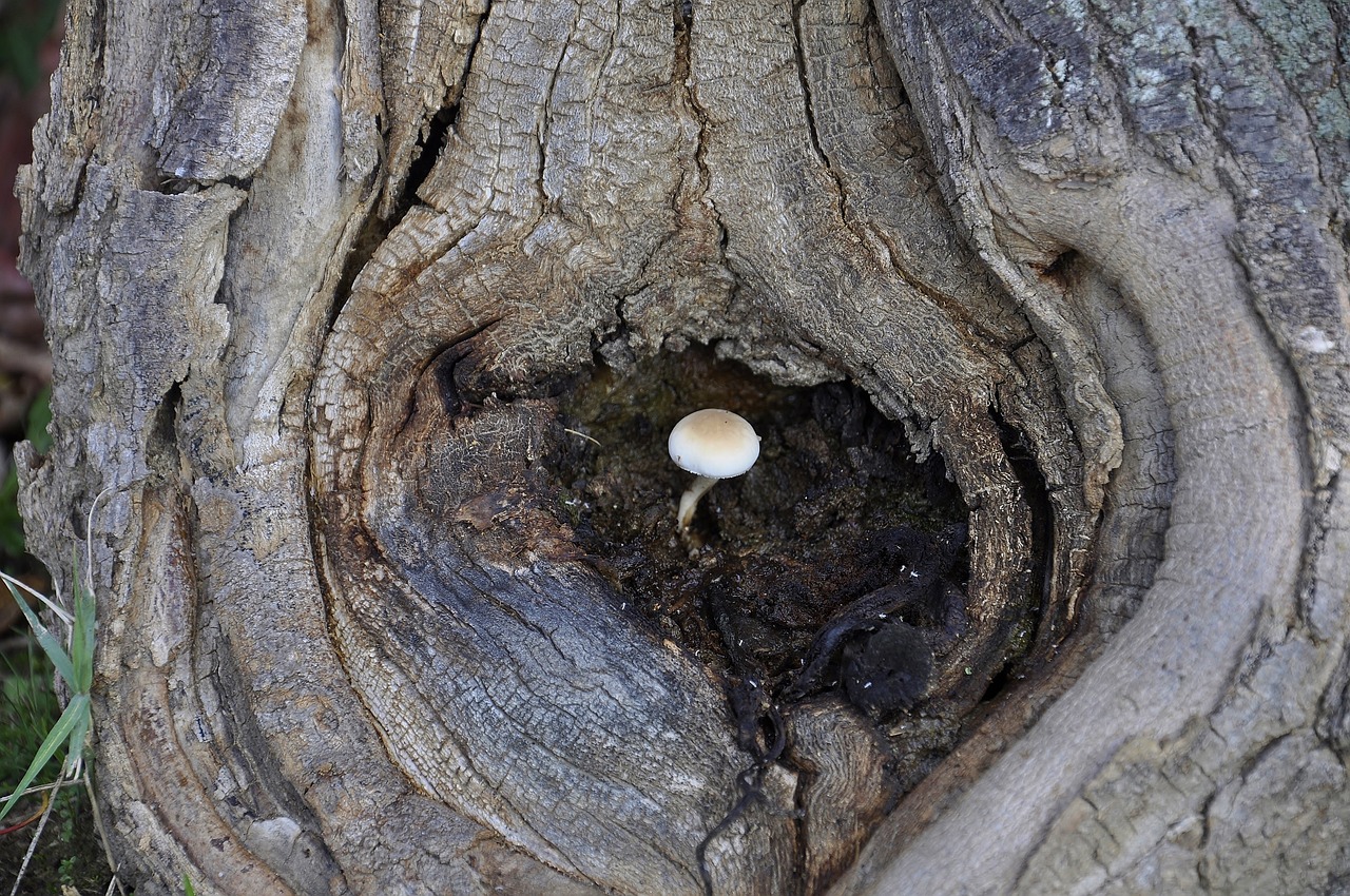 How Resilience Helps in Dealing with Chronic Illness?